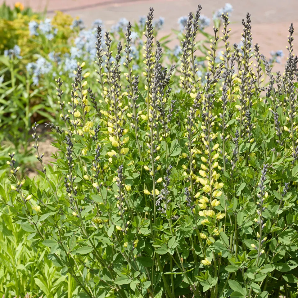 Bakker Vanilla Cream lupin indigo pot 9cm jaune
