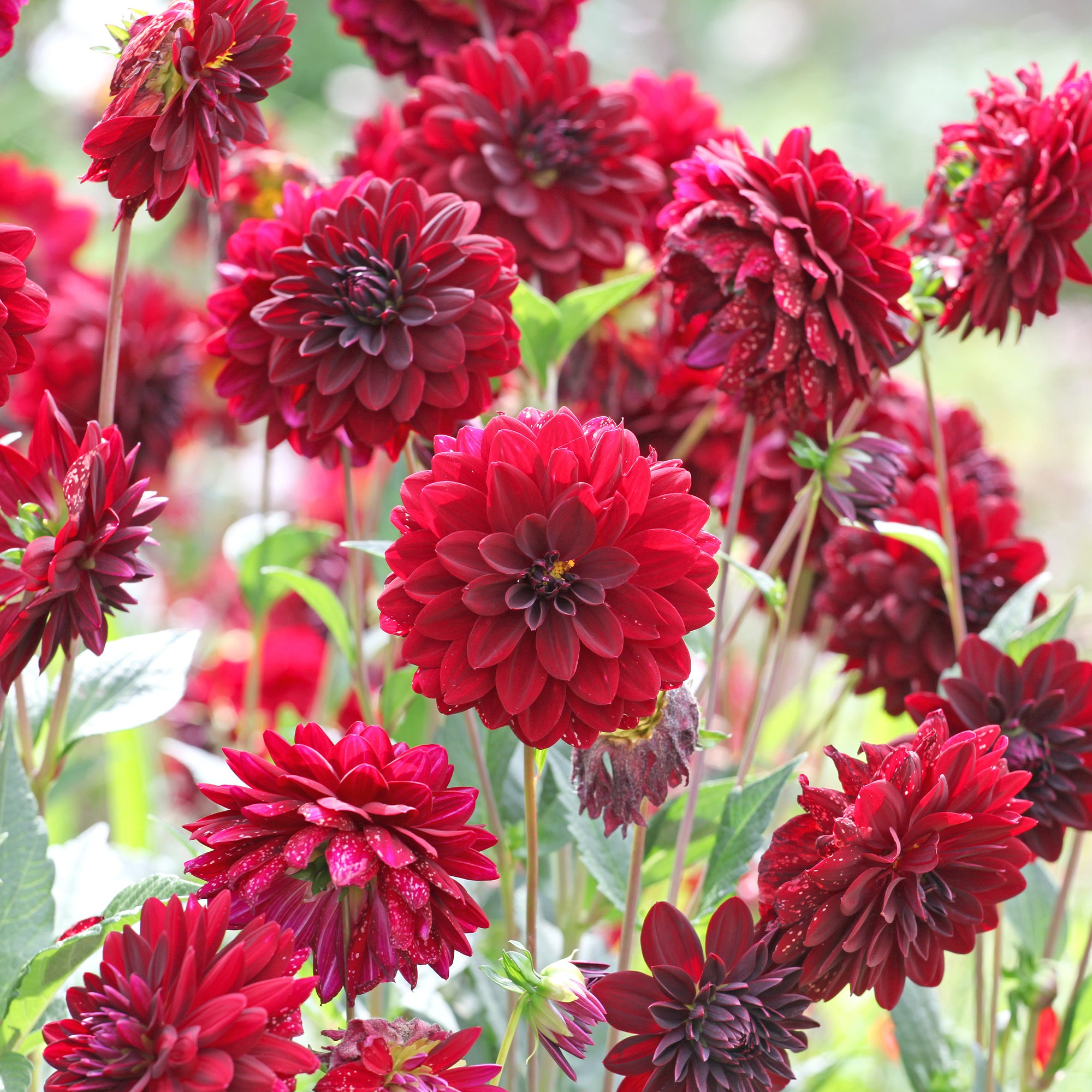 Bakker Arabian Night dahlia décoratif sachet 1 bulbe