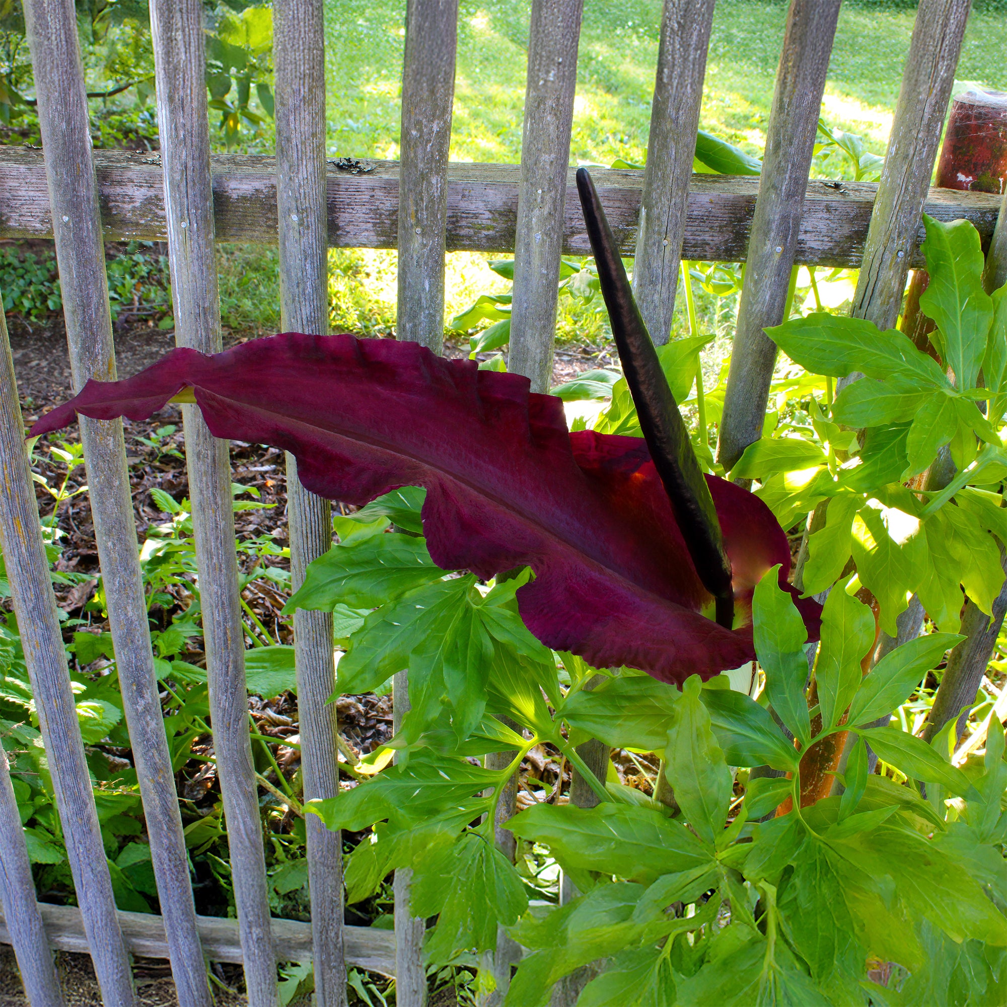Bakker Serpentaire Dracunculus vulgaris sachet 1 bulbe rouge