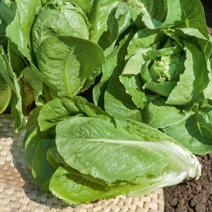 Bakker Blonde maraîchère laitue romaine sachet 2,5g