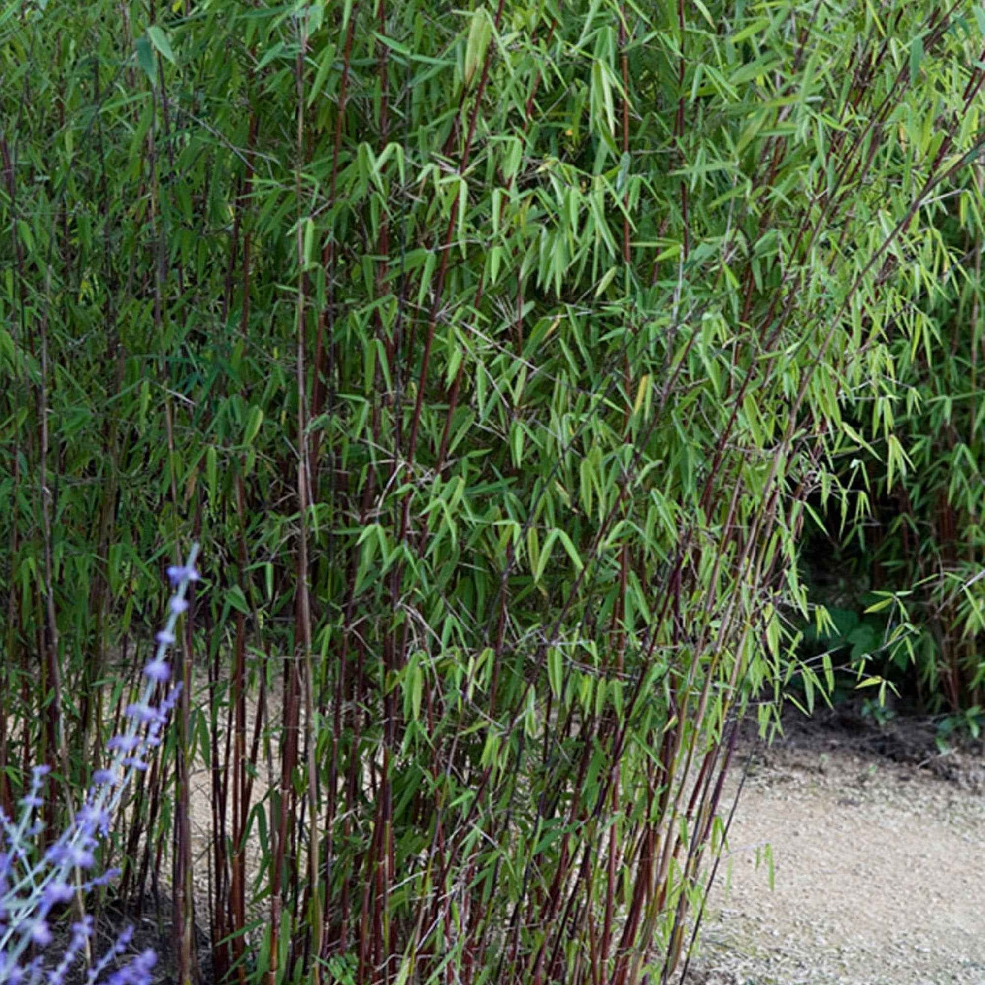 Bakker Bambou Jiuzhaigou non-traçant pot 40-50cm rustique