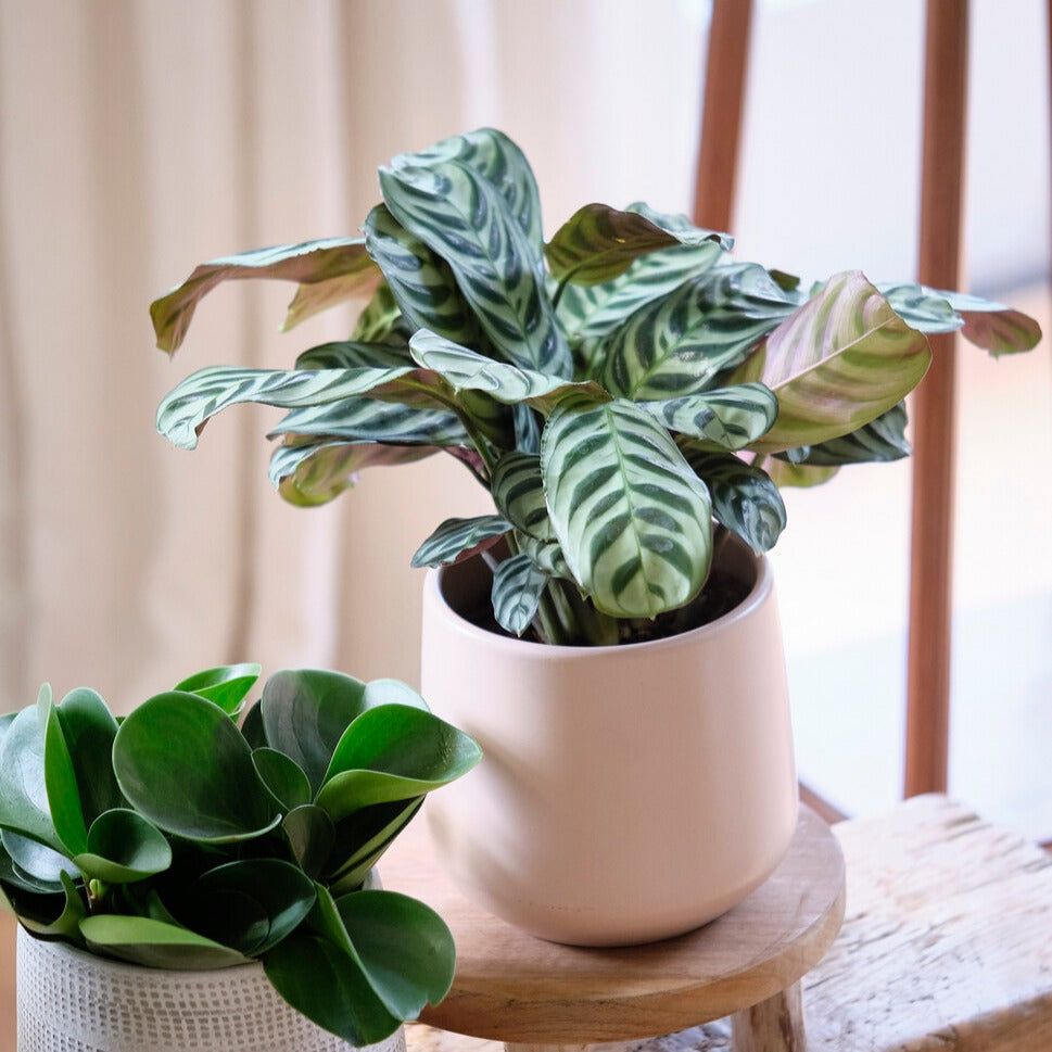Bakker Dormeuse Ctenanthe burle-marxii plante d'intérieur pot Ø12cm