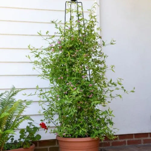 Bakker Jasmin Starry Summer Scent grimpant rose pot Ø 9cm