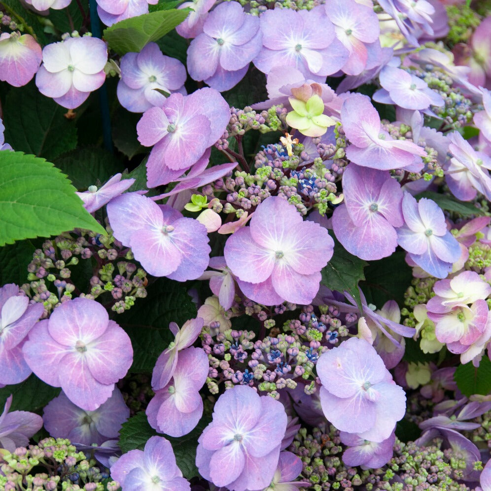 Bakker Blueberry Cheesecake hortensia pot Ø13cm bleu violet