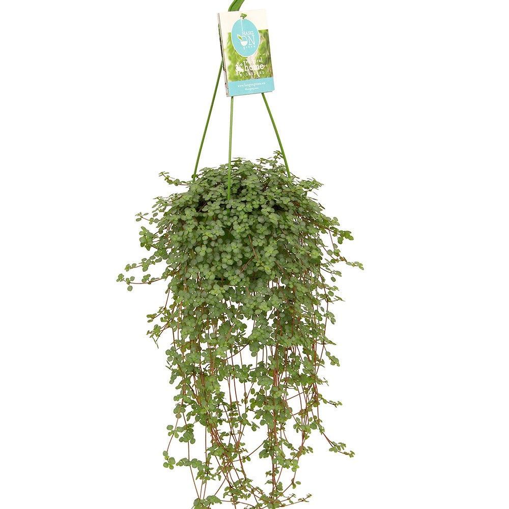 Bakker Plantes d'intérieur Pilea glaucophylla suspendu Ø14cm