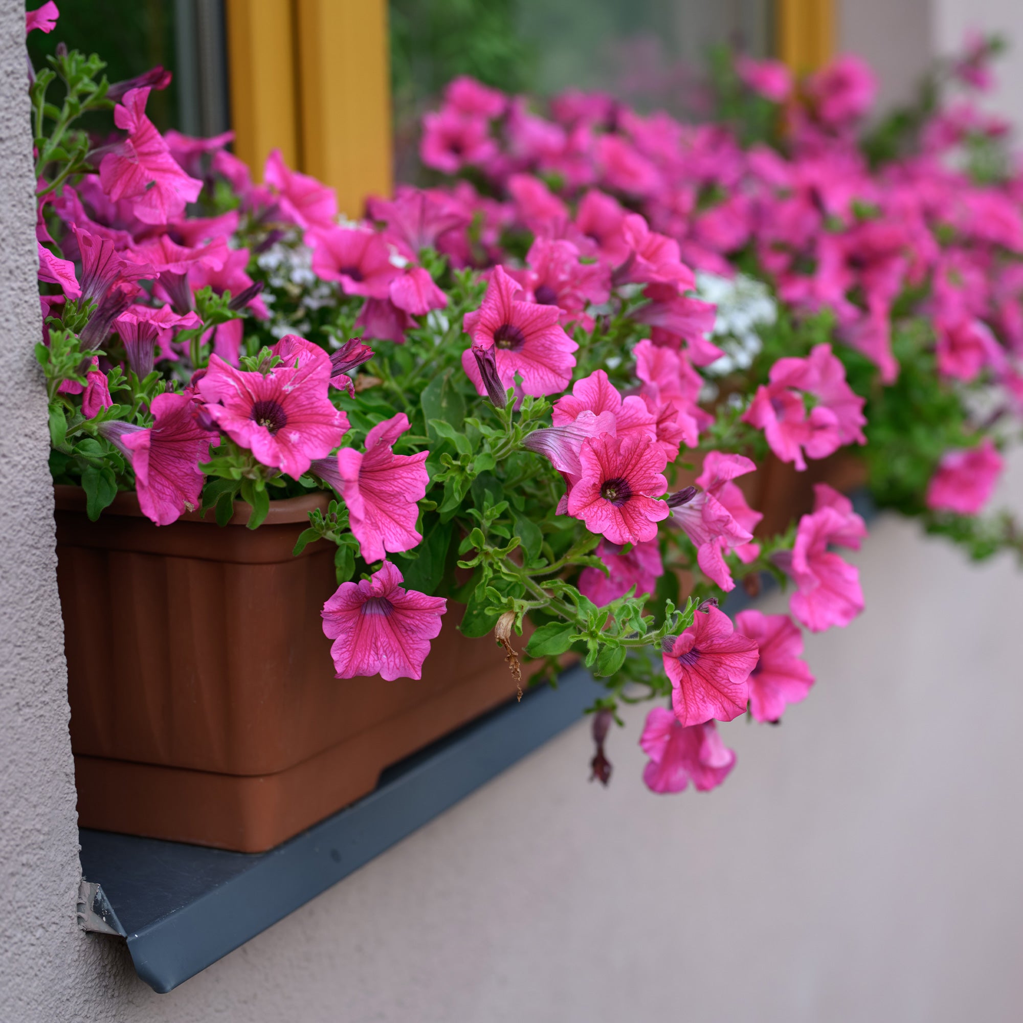 Bakker Surfinia rose plante balcon pot 10,5cm retombant