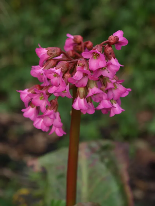 Passion Vivaces Bergenia Ballowley plante vivace pot 1L fleurs roses