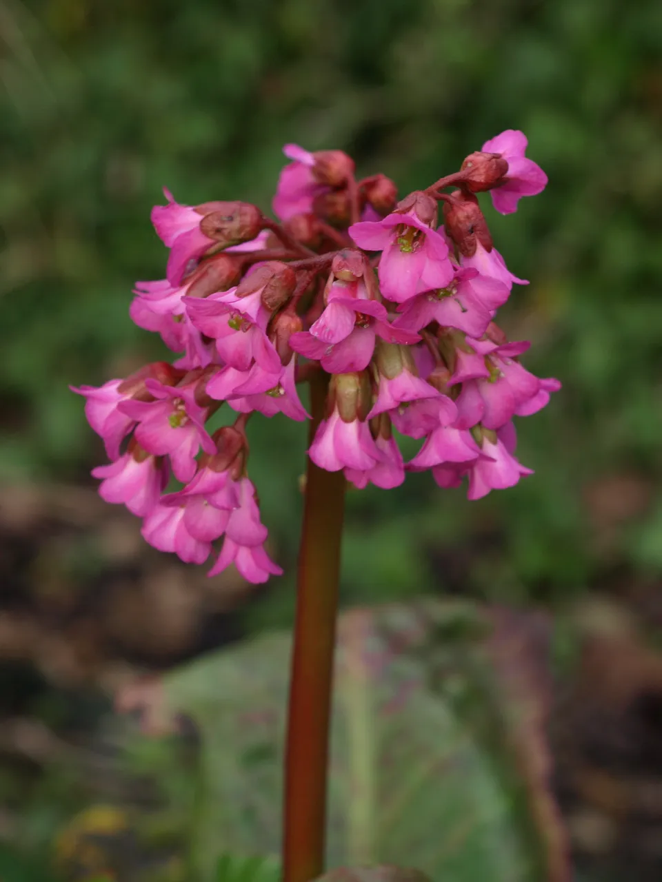 Passion Vivaces Bergenia Ballowley plante vivace pot 1L fleurs roses