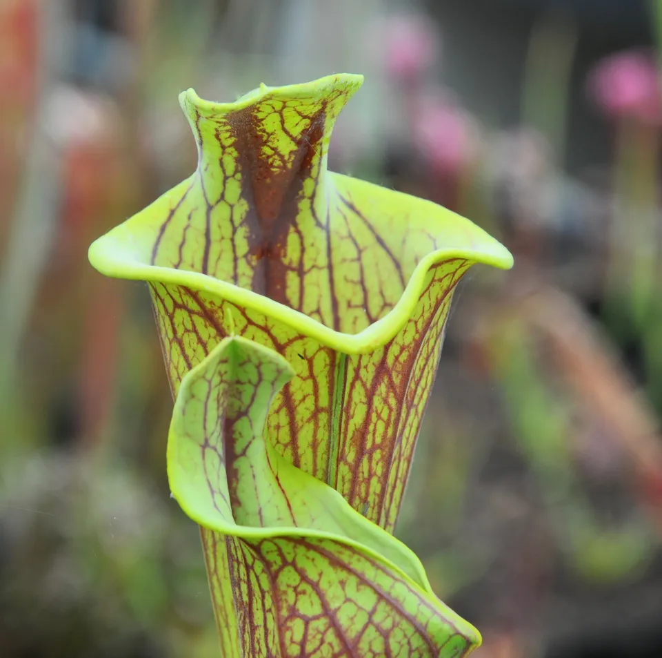 Carniflore Sarracenia Flava Ornata Lidless plante trompette rare