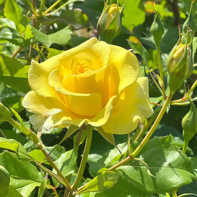 Bakker Rosier grimpant jaune racine nue 2+ branches