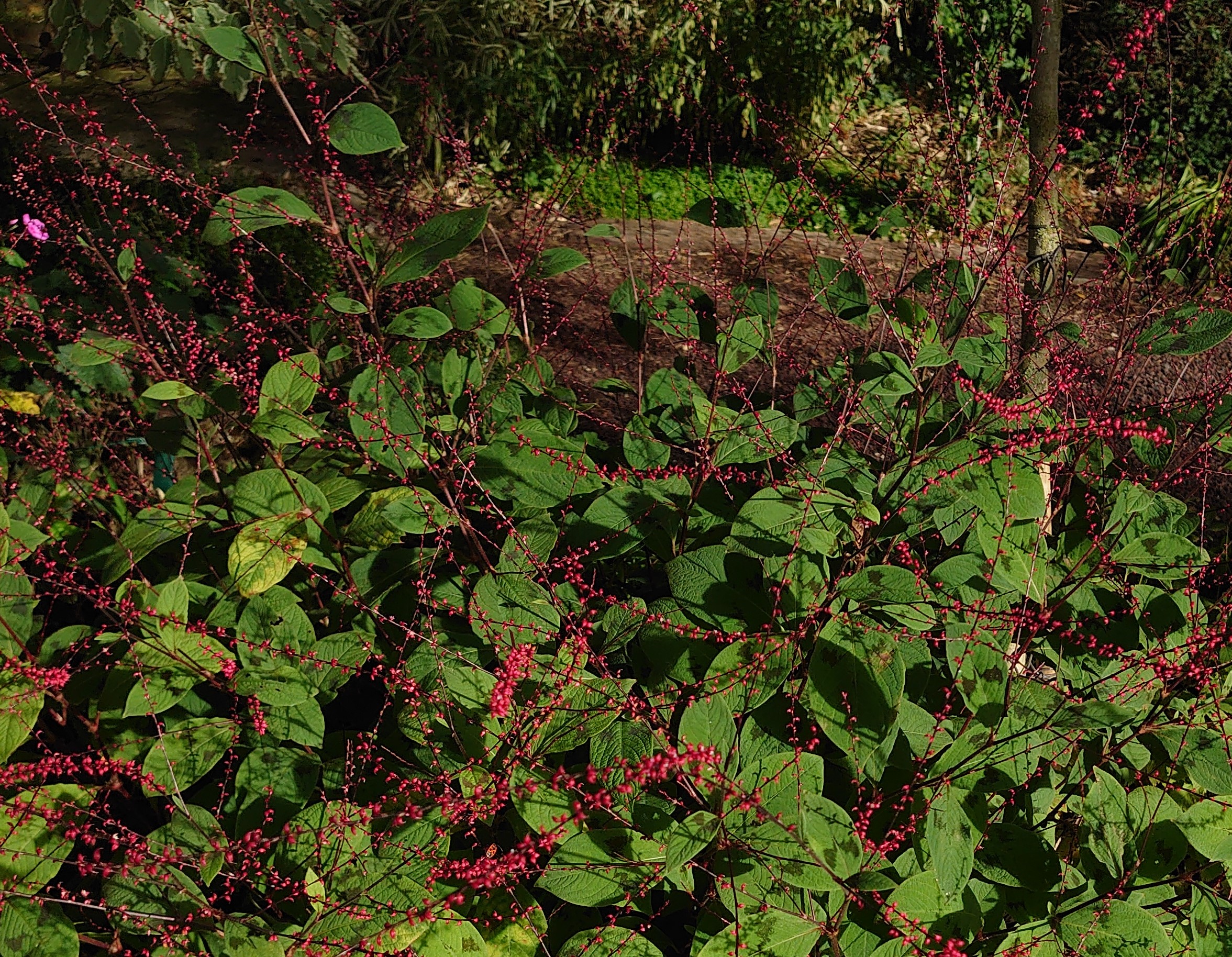 Passion Vivaces Persicaria virginiana renouée framboise godet