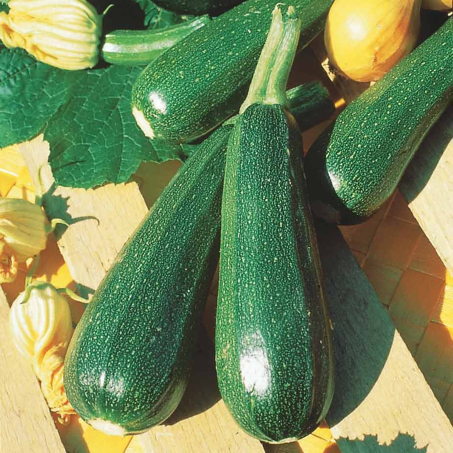 Bakker Potager Courgette Maraîchers Bio graines sachet 2g verte