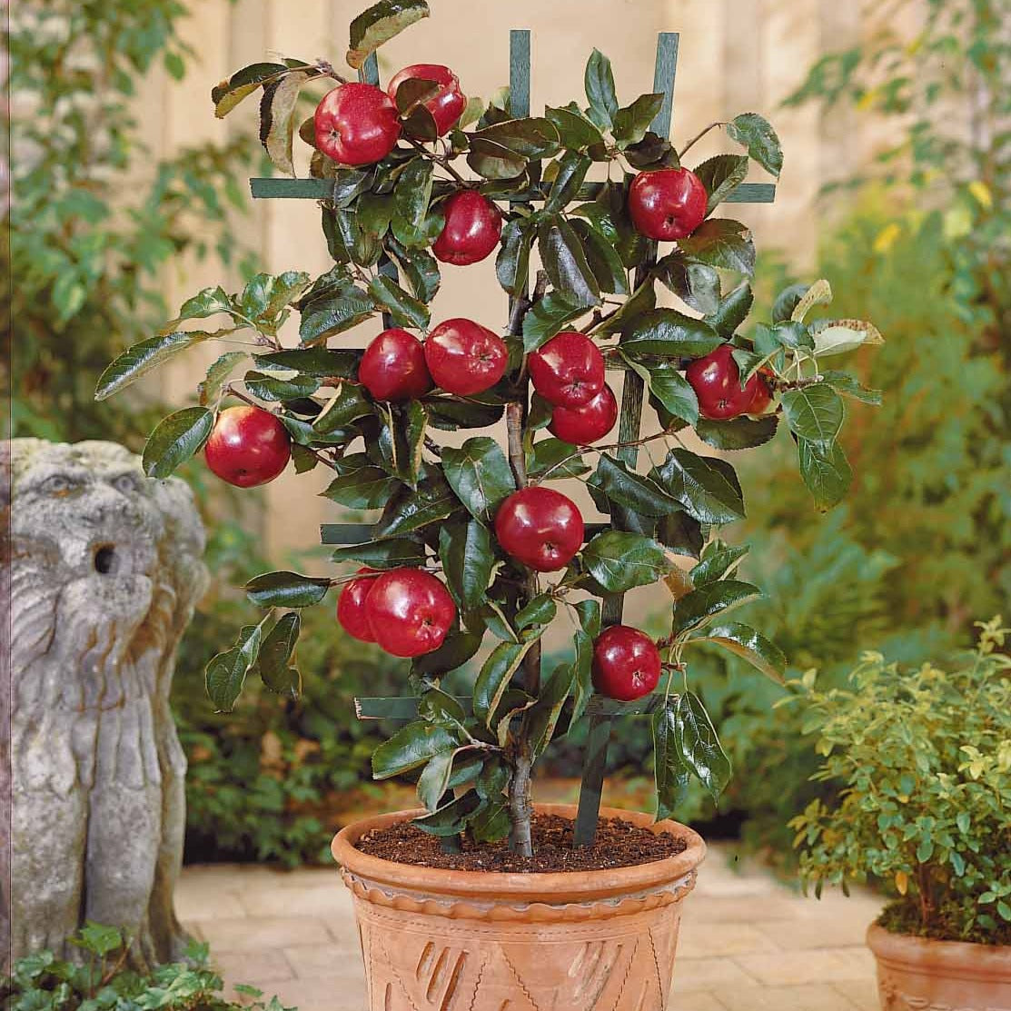 Bakker Mini Pommier Red Spur Delicious fruitier pot 1,5L pommes rouges