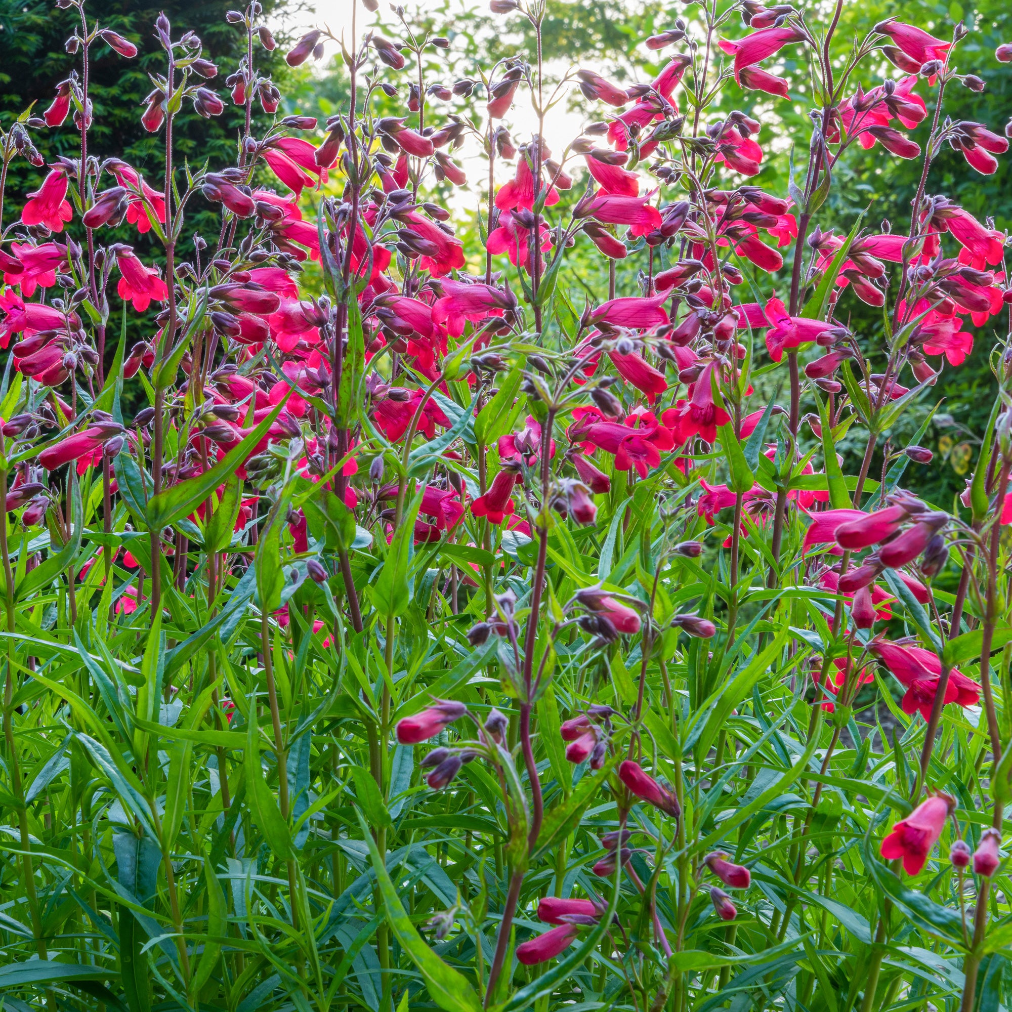 Bakker Galane Schoenholzeri Penstemon vivace pot 9cm fleurs fuchsia