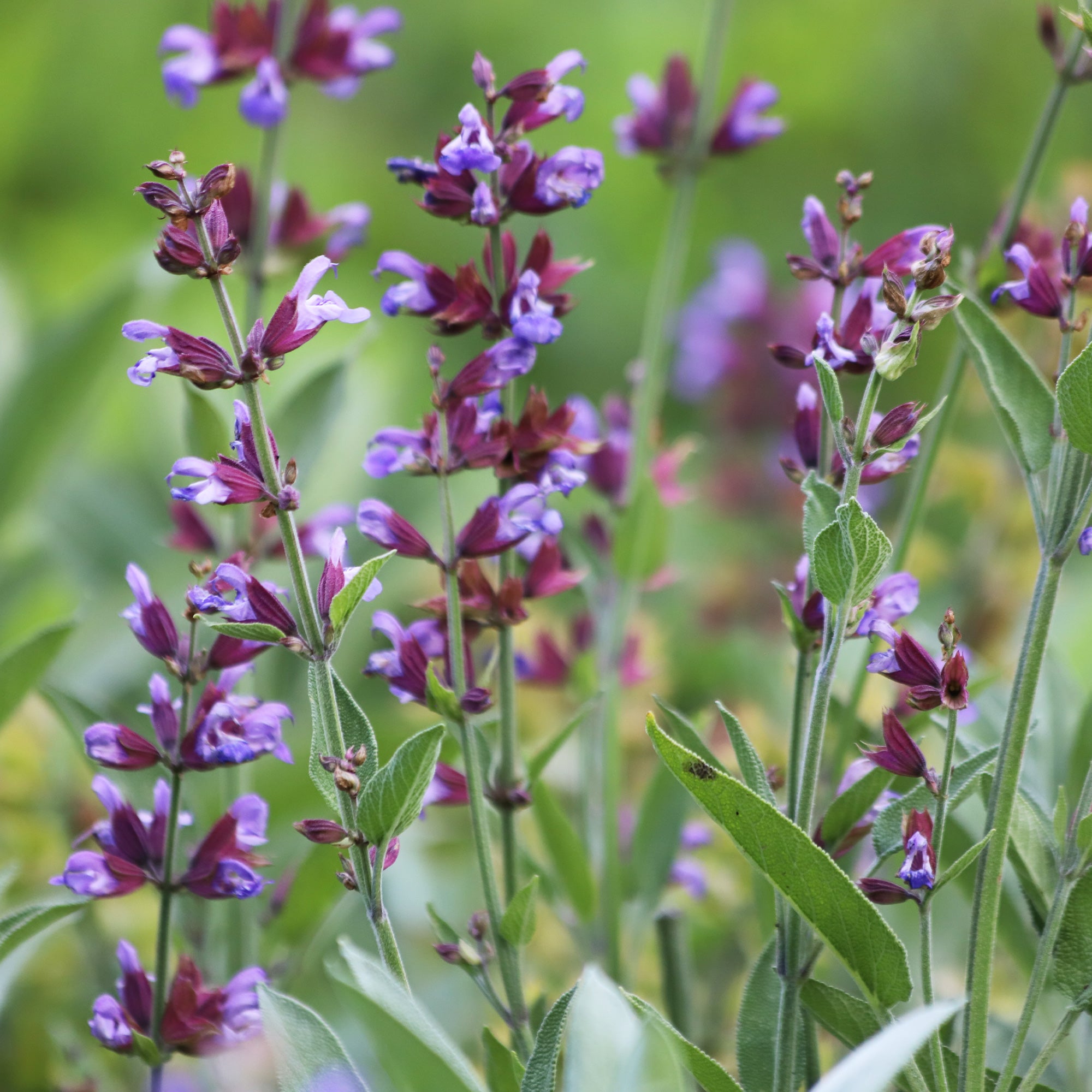 Bakker Plantes vivaces Sauge officinale pot 8cm aromatique