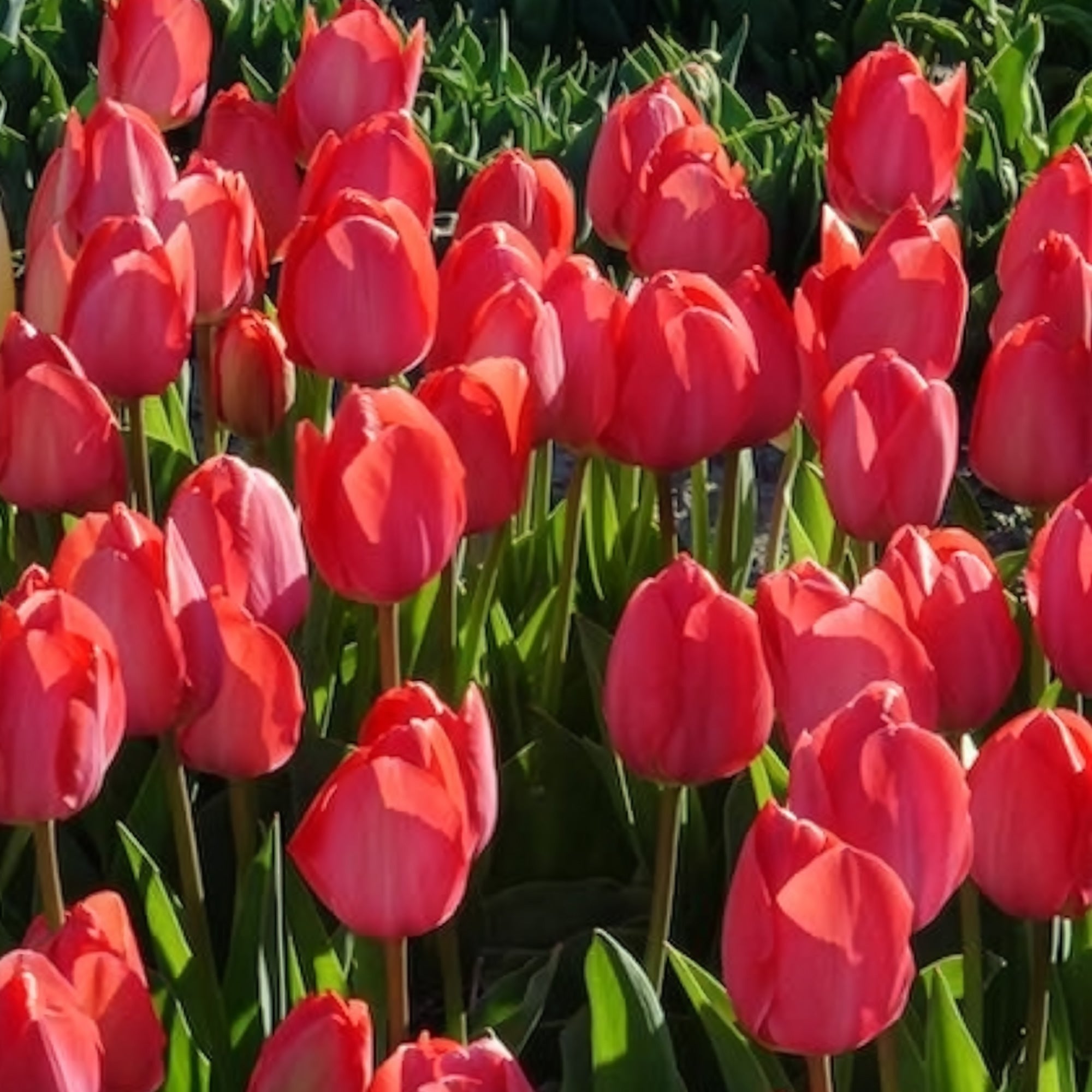 Bakker Van Eijk tulipe rose lot de 10 bulbes fleur coupée