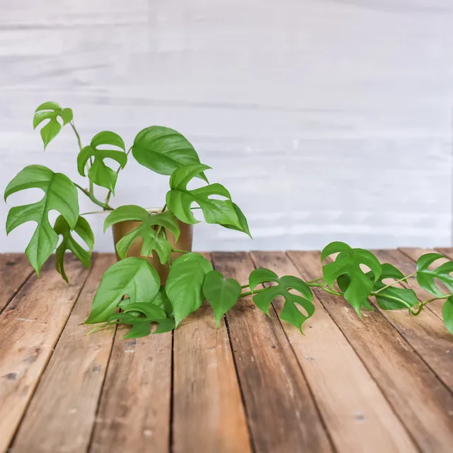 Bakker Plantes d'intérieur Monstera Minima plante verte pot 12cm retombante