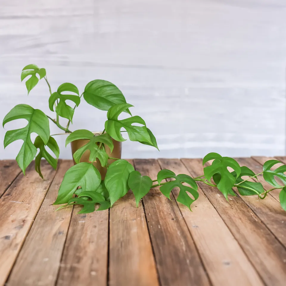 Bakker Plantes d'intérieur Monstera Minima plante verte pot 12cm retombante