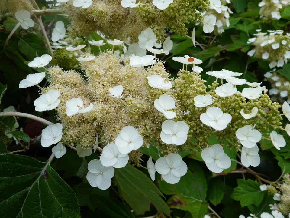 Les Hortensias du Haut Bois Sike’s Dwarf hortensia feuille de chêne godet
