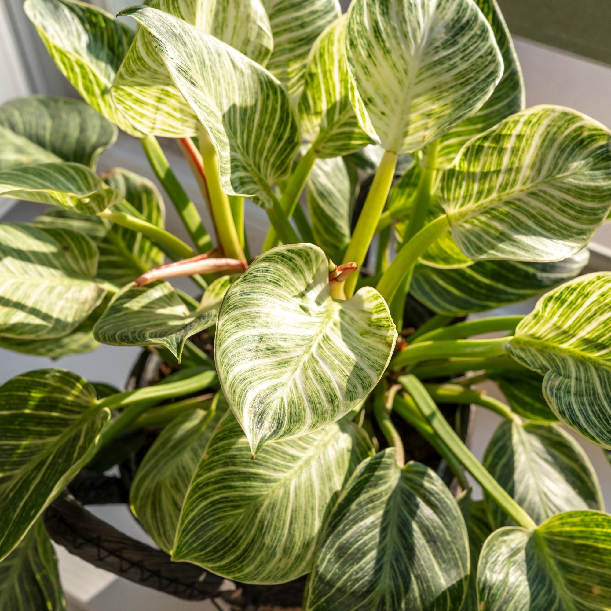 Bakker Philodendron Monstera White Wave verte pot Ø 12 cm