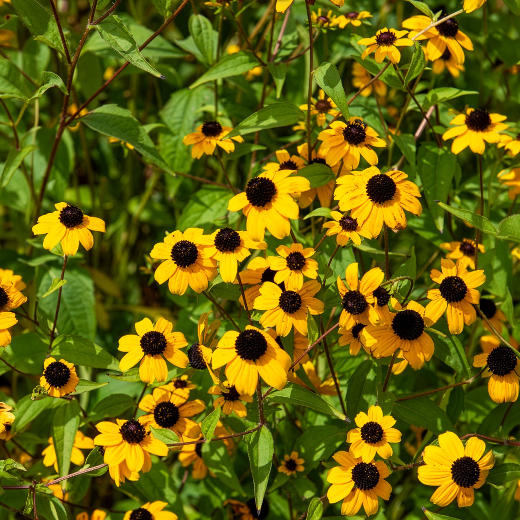 Bakker Rudbeckia trilobée vivace pot 8cm fleurs jaunes