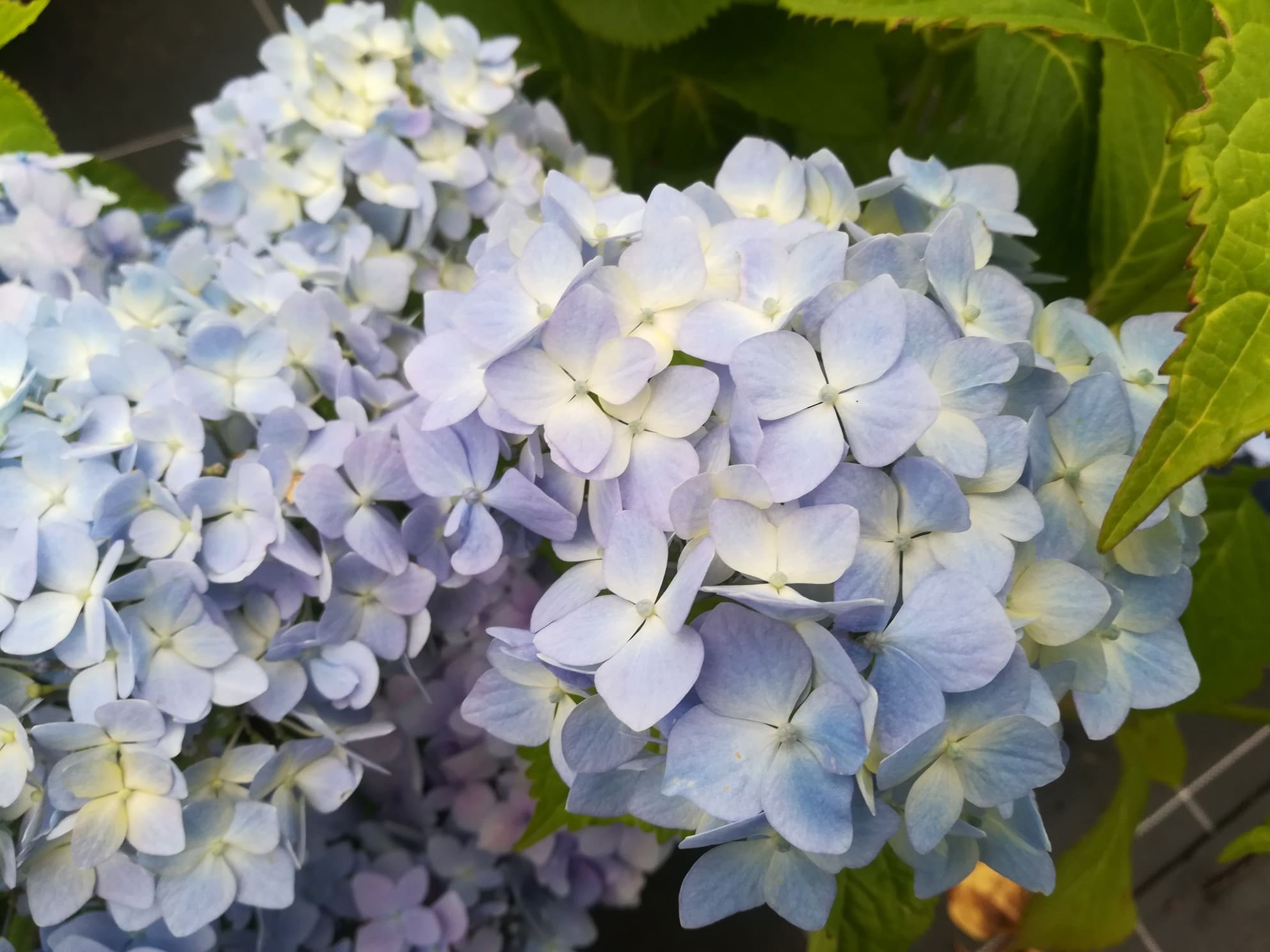 Les Hortensias du Haut Bois Mousseline hortensia fleurs rondes