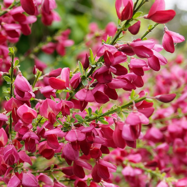 Bakker Genêt Boskoop Ruby arbuste pot Ø 9cm fuchsia