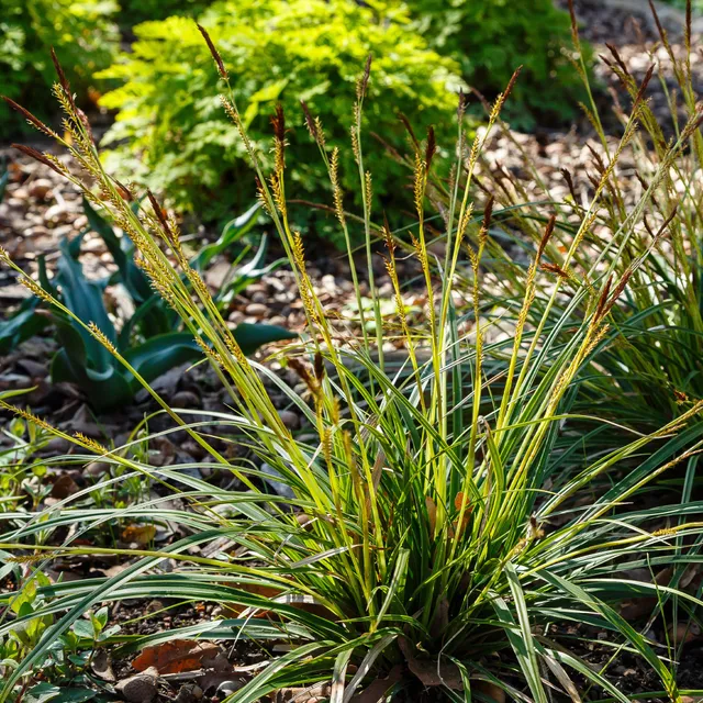 Bakker Carex morrowii laîche japonaise graminée pot 9cm