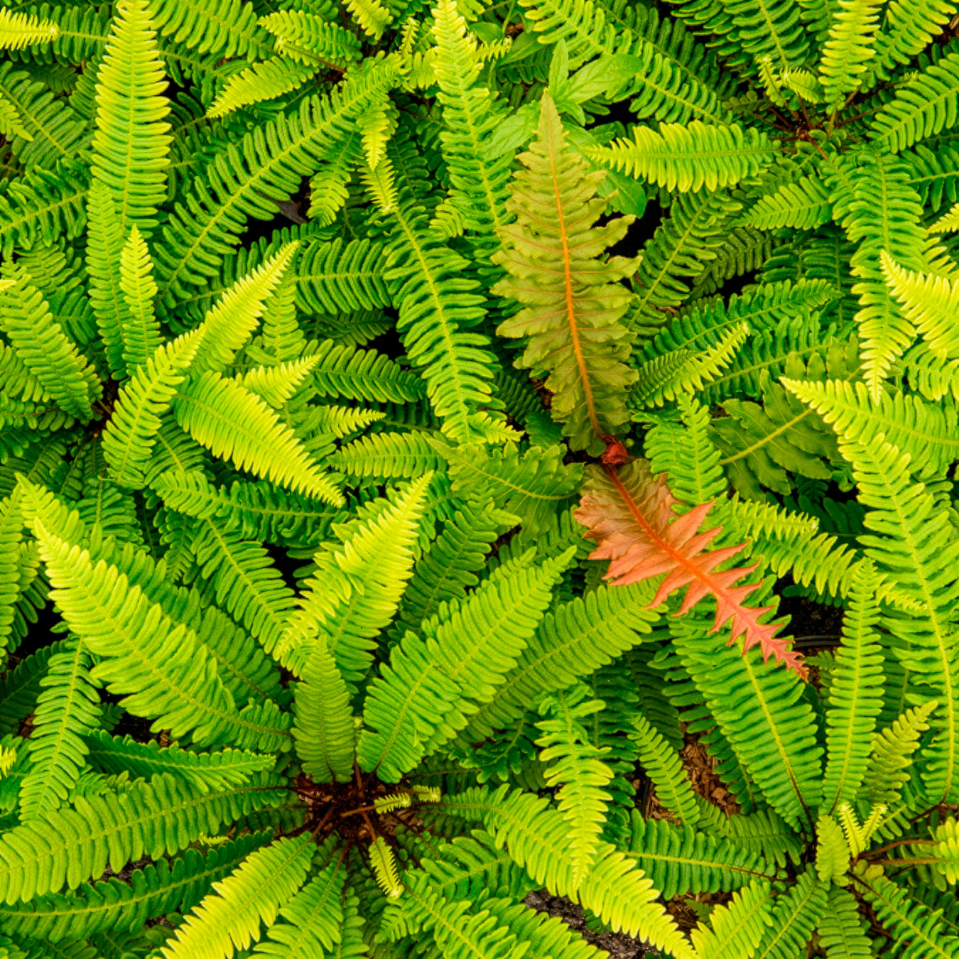 Bakker Plantes vivaces Blechnum en épi fougère pot Ø 9cm ombre