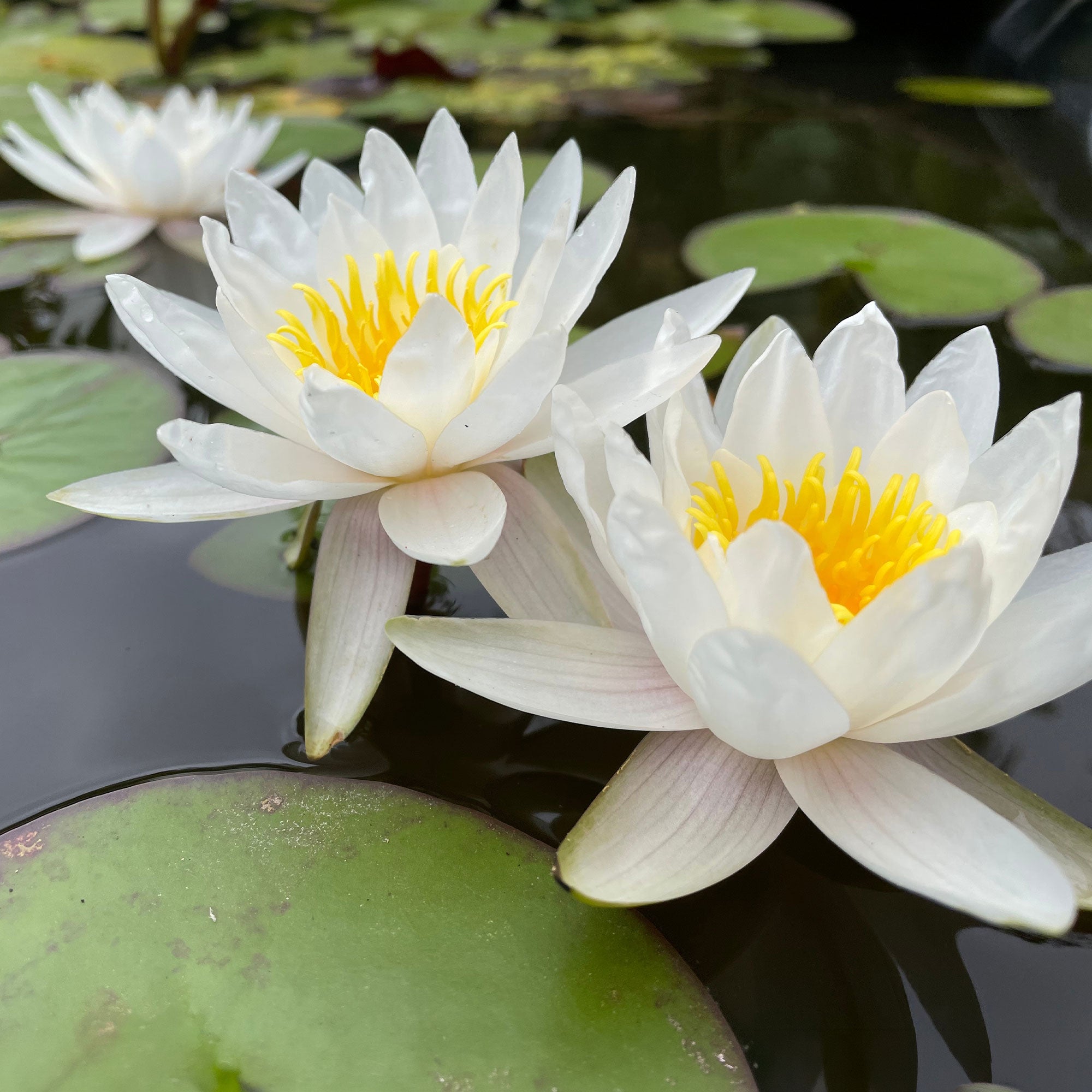 Bakker Nénuphar blanc Nymphaea alba pot Ø9 cm bassin