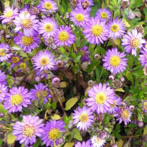 Bakker Astère Ezo Murazaki plante vivace pot 9cm violet