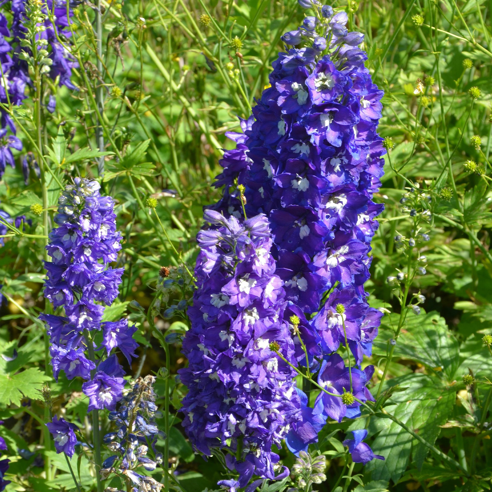 Bakker Plantes d'extérieur Massif 50 vivaces assorties 6m²