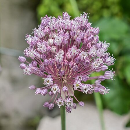 Passion Vivaces Allium ampeloprasum poireau perpétuel plante potagère