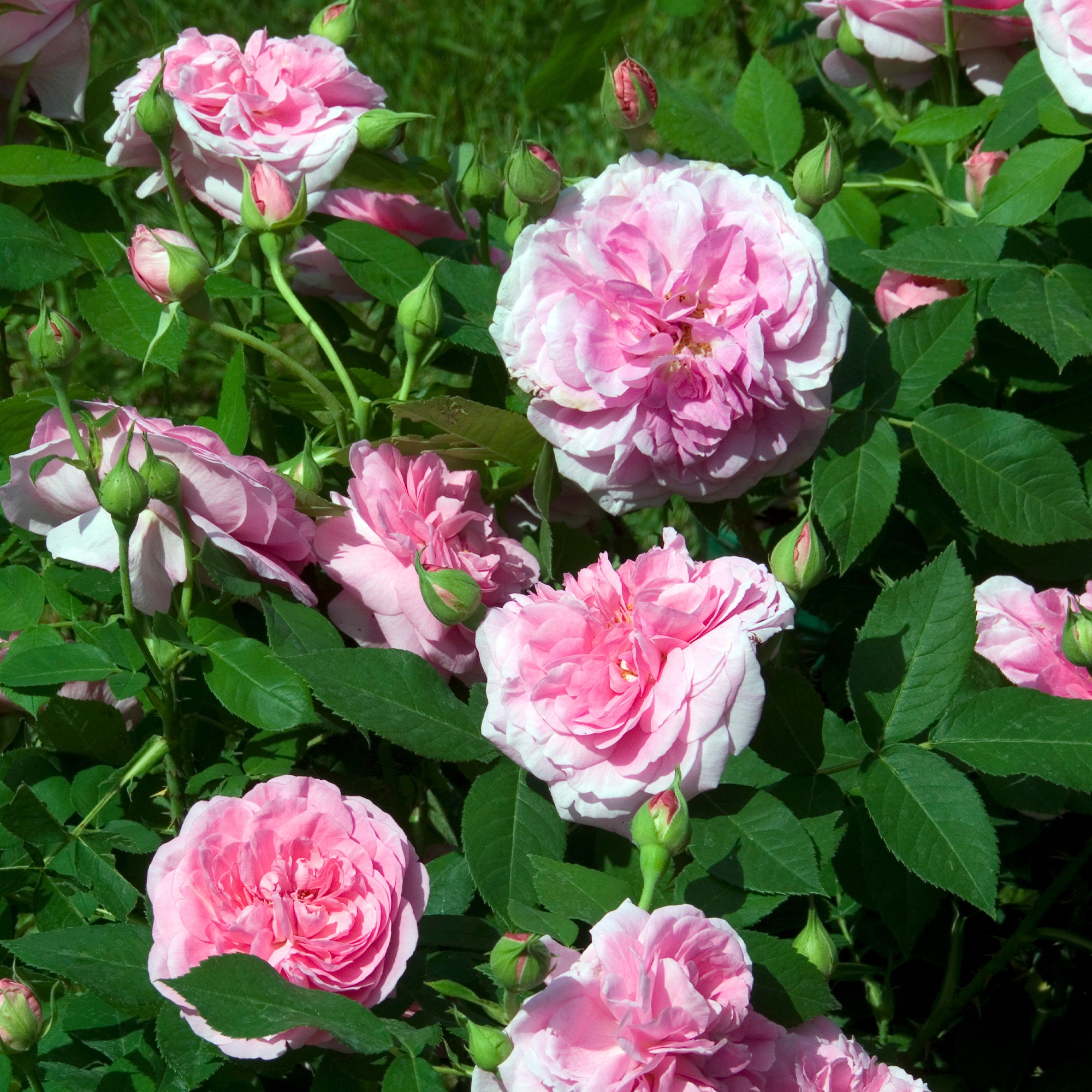 Bakker Rosier Gertrude Jekyll Ausbord pot 4L rose parfumé