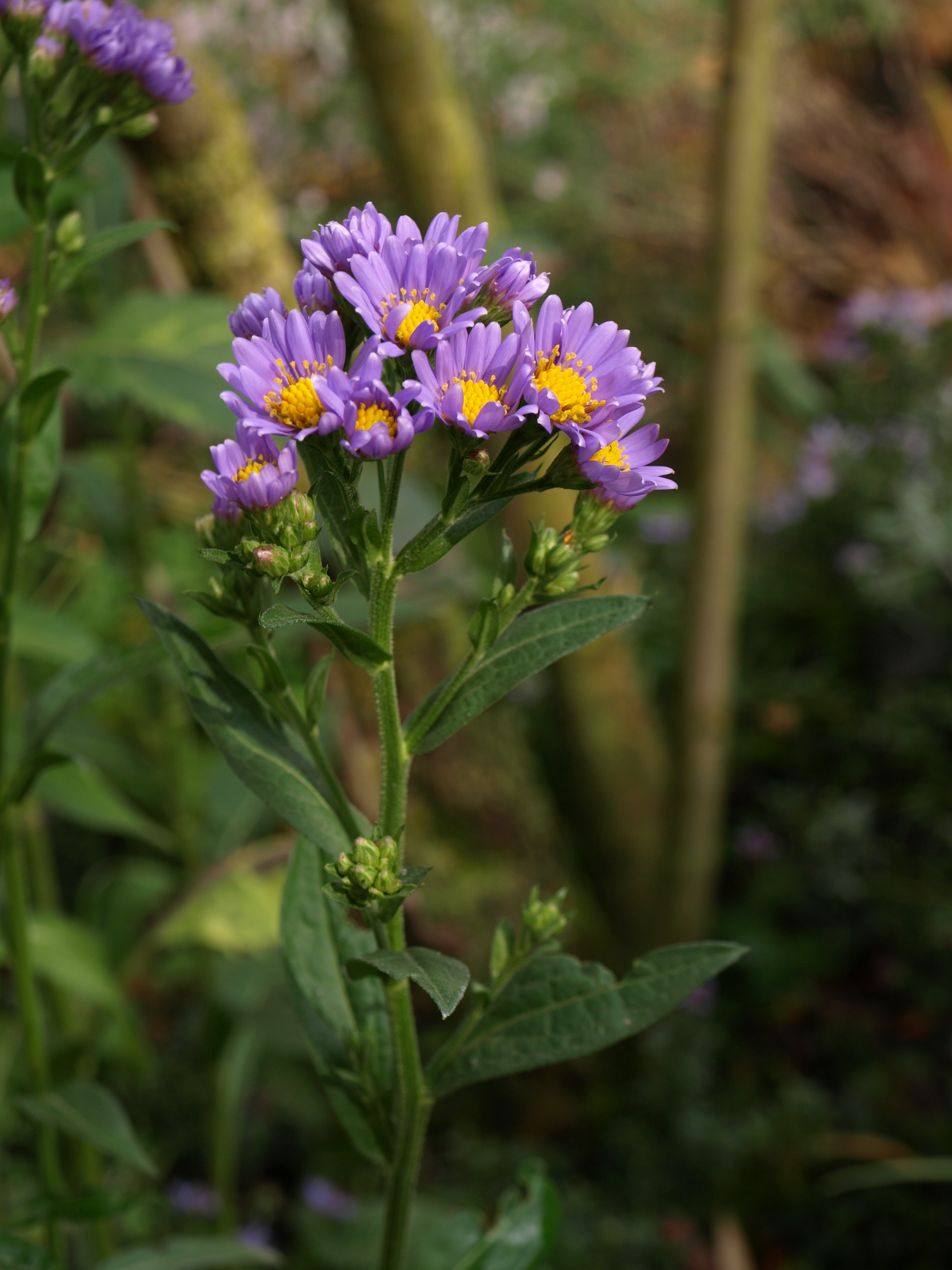 Passion Vivaces Aster tataricus Jindai vivace godet bleu rose