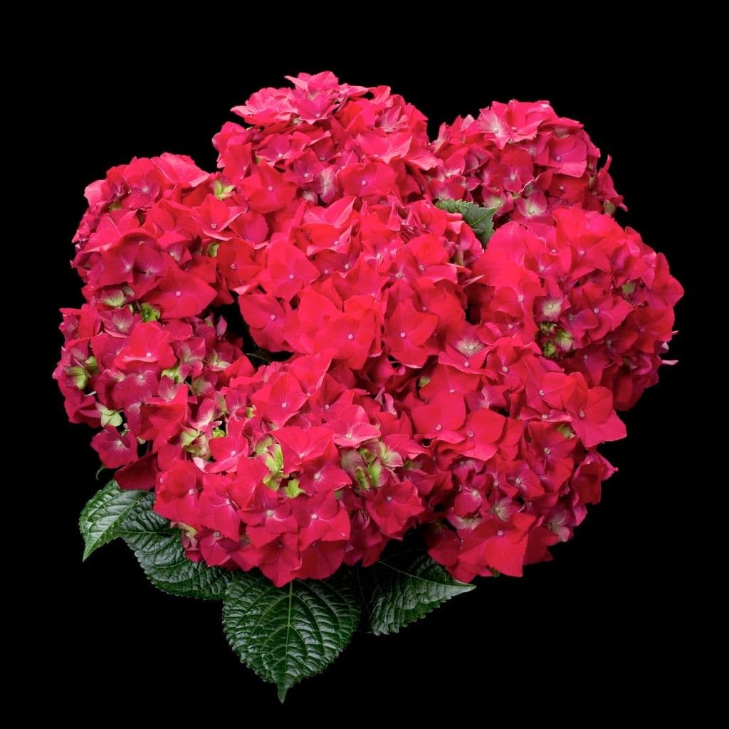Les Hortensias du Haut Bois Hot Red hortensia fleurs rondes rouge
