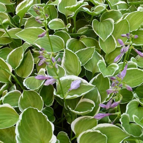 Bakker Hosta Diamond Tiara vivace pot 9cm ombre