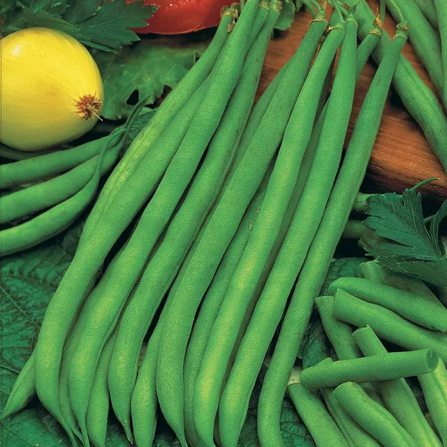 Bakker Potager et Graines Haricot Princesse graines 100g vert