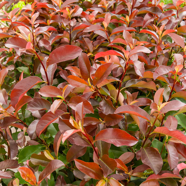 Bakker Photinia Camilvy arbuste pot 2L haie rouge persistant