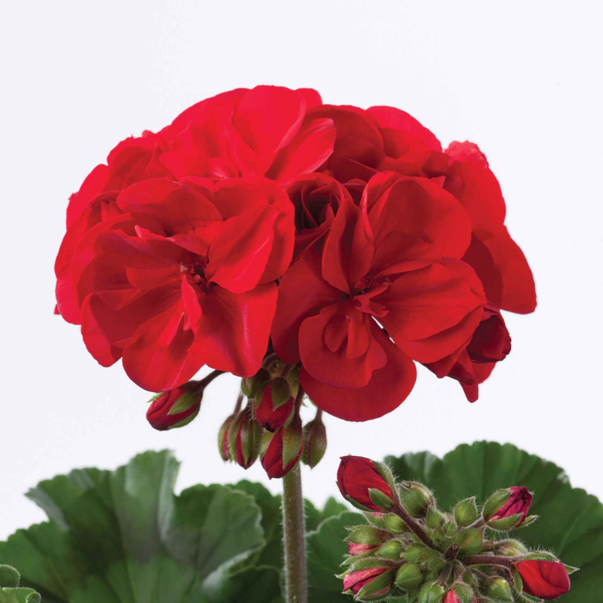 Bakker Toscana géranium massif 3 pots rouge été