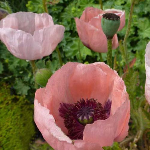 Bakker Plantes vivaces Pavot d’Orient Prinzessin Viktoria Luise 3 pots