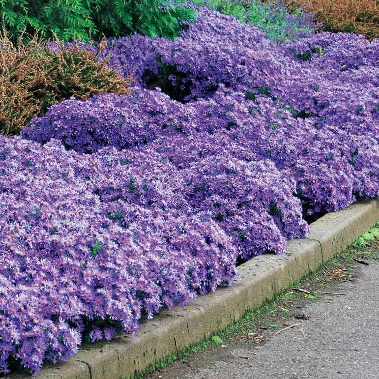 Bakker Wood's light blue Asters Wood's light blue 3 racines bleues