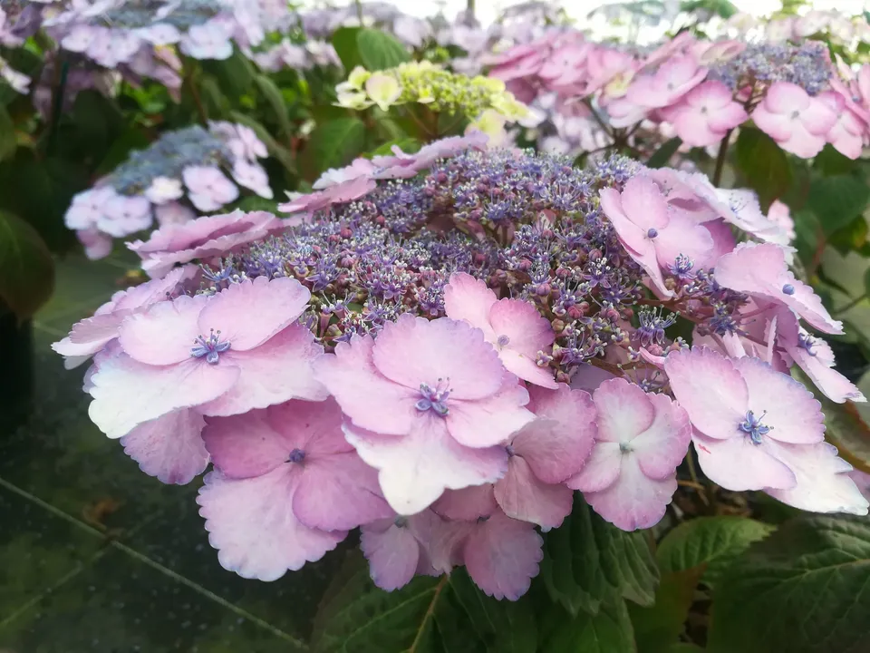 Les Hortensias du Haut Bois Klaveren hortensia macrophylla plates godet
