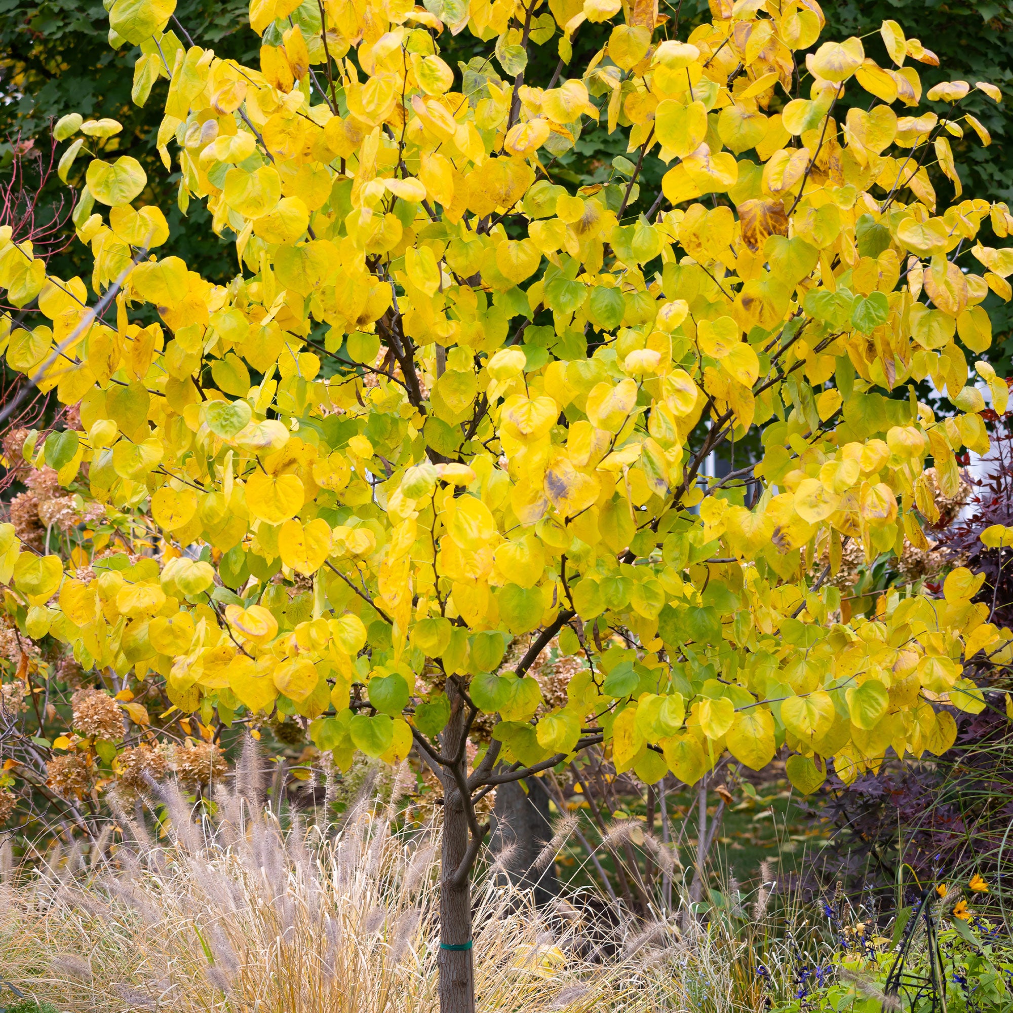 Bakker Gainier du Canada Cercis arbre pot 2L 60-80cm fleurs roses