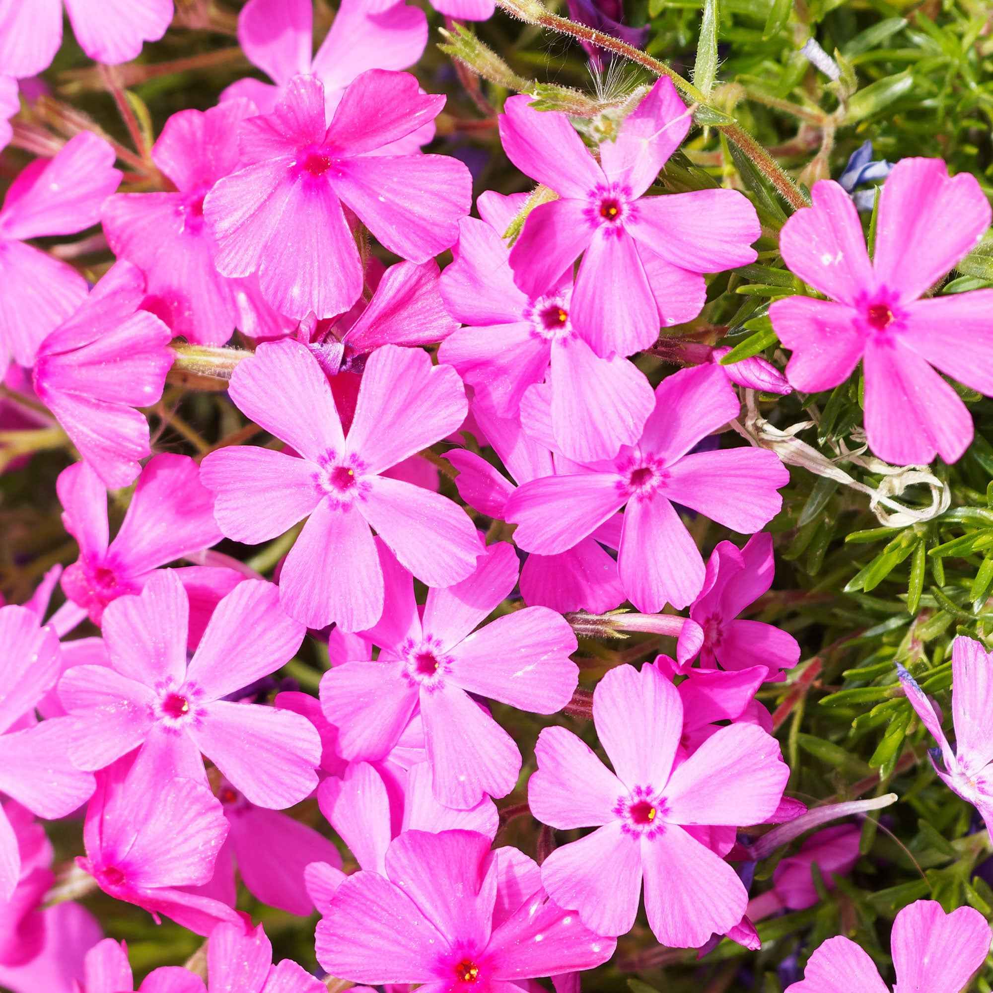 Bakker Phlox mousse rose pâle vivace 3 pots Ø9cm tapissant