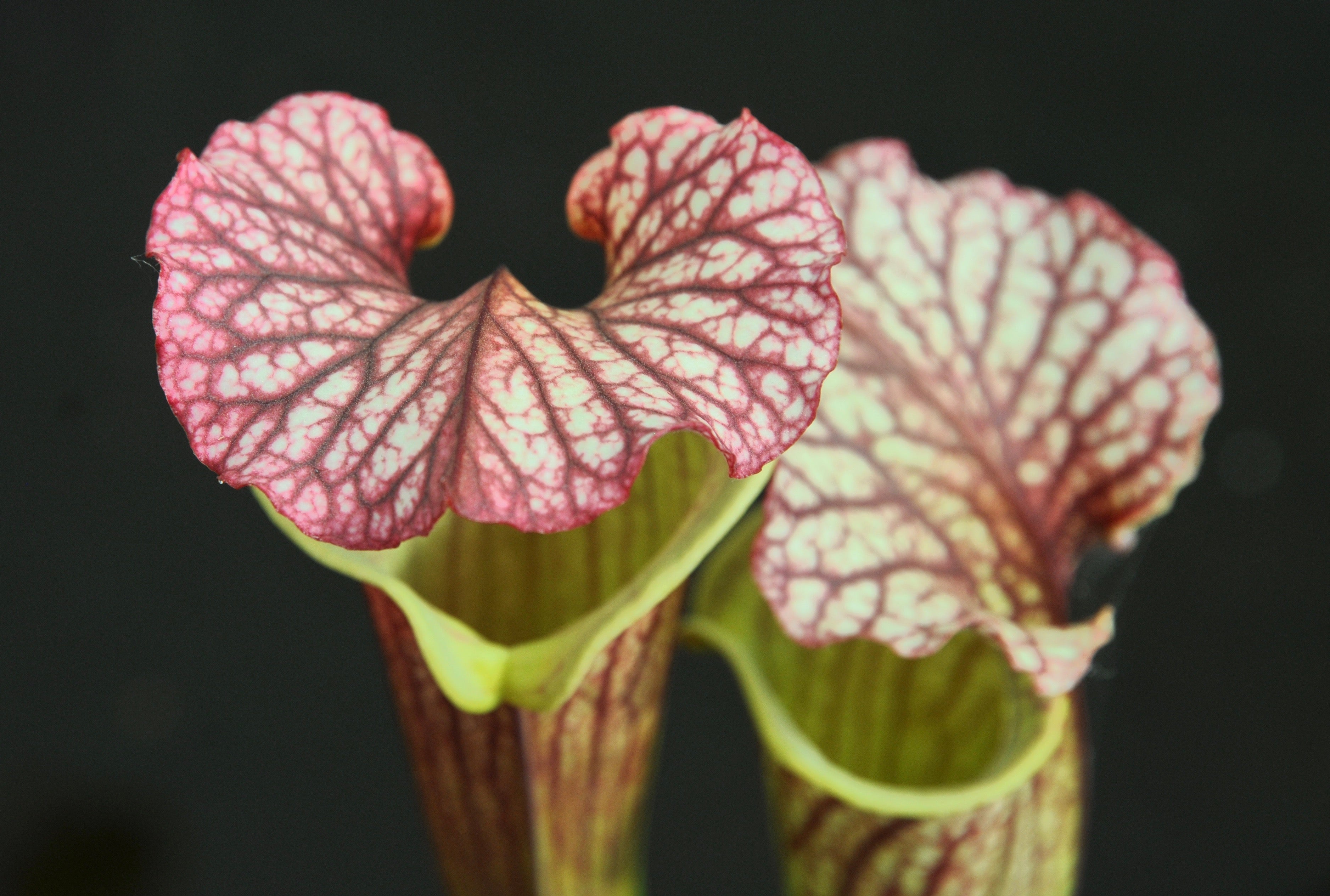 Carniflore Sarracenia x moorei Elizabeth plante carnivore 1 point