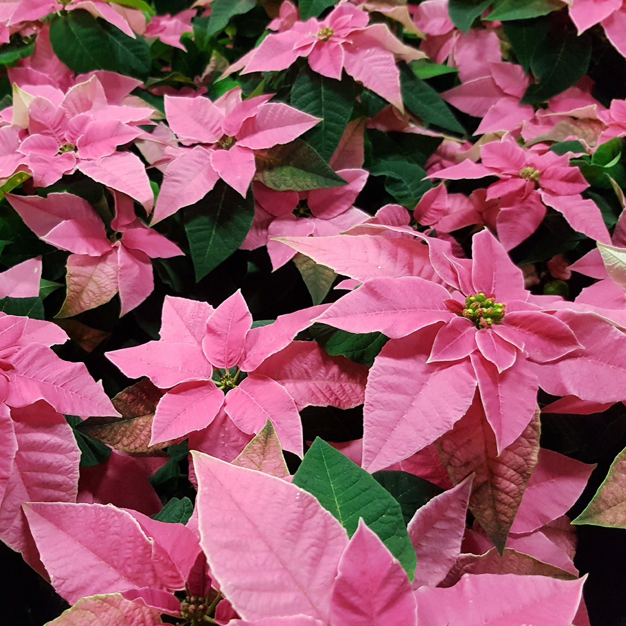 Bakker Poinsettia Rose pot Ø 10,5cm intérieur