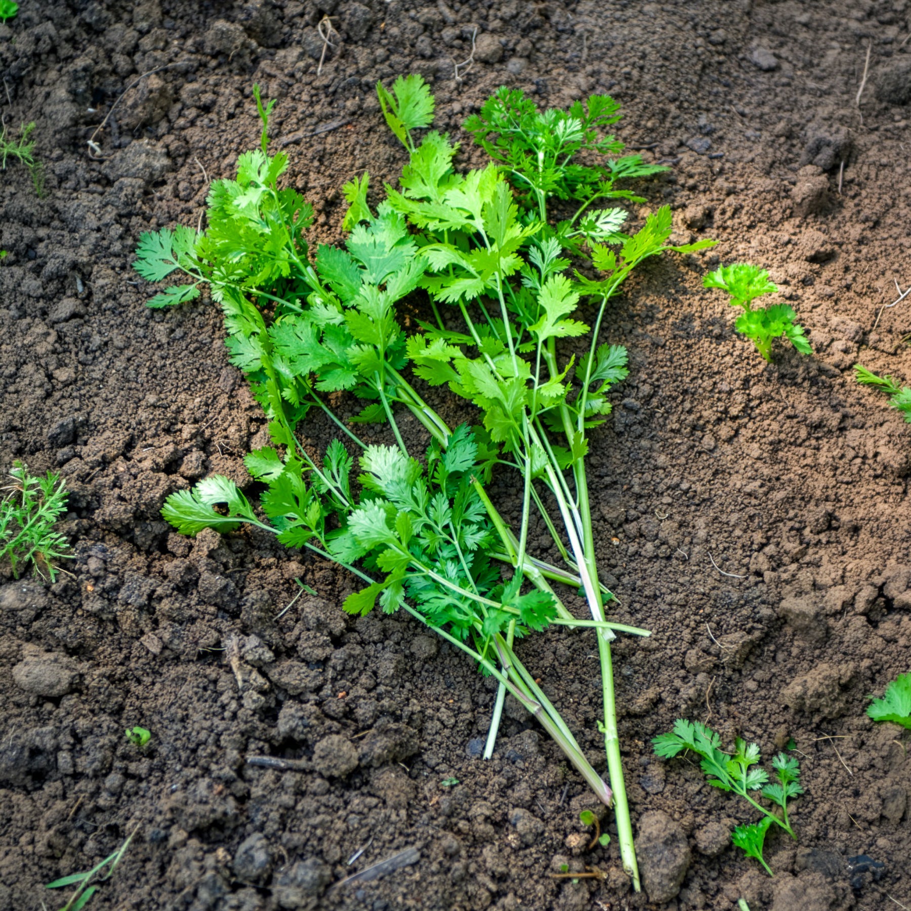 Bakker Plant de Coriandre aromatique pot Ø13cm fraîche