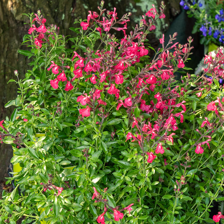 Bakker Plantes vivaces Sauge Lipstick salvia pot 9cm soleil