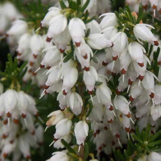 Bakker Bruyère Springwood White vivace pot 8cm blanc